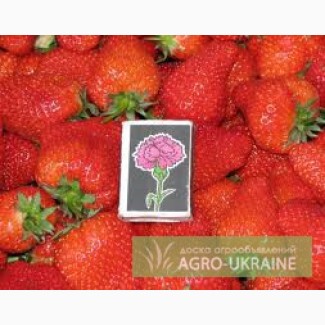 Ищем покупателей на ягоду клубники оптом в 2013 с поля в Крыму
