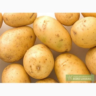 Продаю семенной картофель сортов «Ривьера», «Минерва» - 1 репродукция.