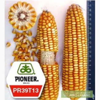 Продам семена кукурузы пионер PR39T13 / ПР39Т13