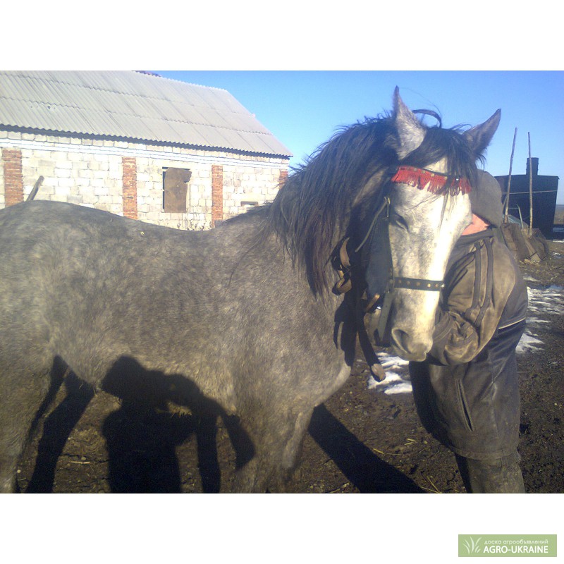 Продажа лошадей тамбовская. Лошадь Агро. Лошади Луганск. Horse Агро Запорожская область.