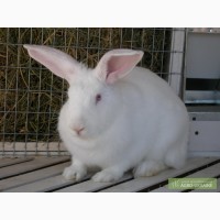 Продам кроликов белый и серый Великан
