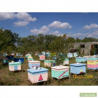 Пчелосемьи, семьи пчелинные