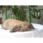 Продам кроликов Баран Французский Мадагаскарский и Плащевой