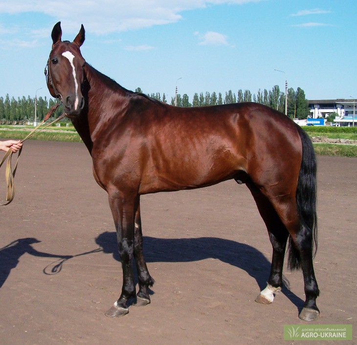 Русско продам. Лошадь русский рысак Платан. Тамерлан лошадь русский рысак. Жеребчик русский рысак. Русский рысак жеребенок.