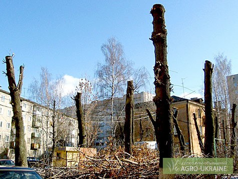 Фото 2. Уборка участков.Спил обрезка деревьев Киев.