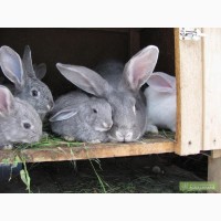 Продам кроликов породы европейская и советская шиншилла