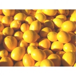 Продам лимоны Интердонато оптом от производителя