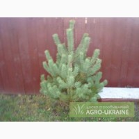 Продажа новогодних елок Украина