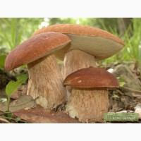 Семена белого гриба - качественный живой мицелий