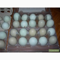Прийму замовлення на інкубаційне яйце