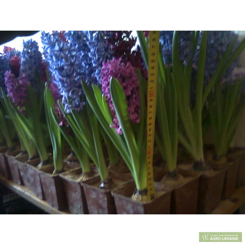 Фото 2. Цветы гиацинты к 8 Марта