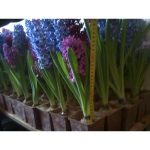Цветы гиацинты к 8 Марта