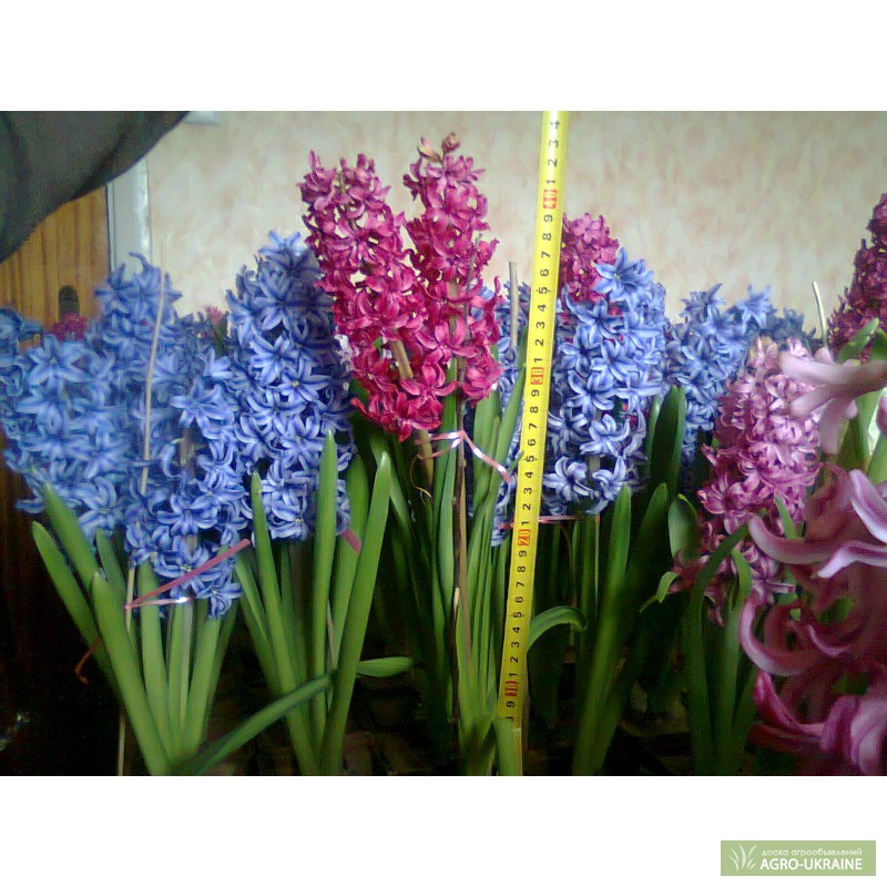 Фото 3. Цветы гиацинты к 8 Марта