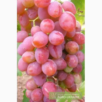 Продам виноград оптом и в розницу Велес, Преображение, Юбилей Нов-ка, Ливия, Аркадия...