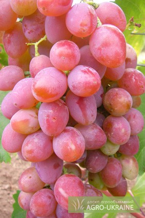 Продам виноград оптом и в розницу Велес, Преображение, Юбилей Нов-ка, Ливия, Аркадия...