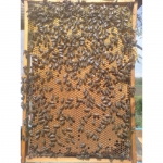 Продам бджолопакети 2014,пчёлопакеты 2014