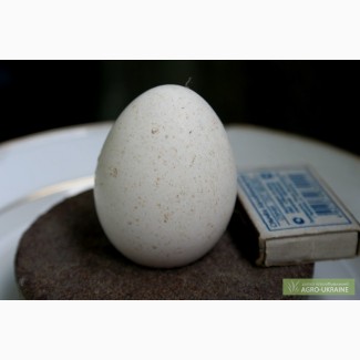Яйцо домашнее инкубационное индюшиное Бронзовый широкогрудый индюк