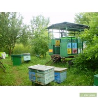 Пчелиные отводки, мед оптом и в розницу