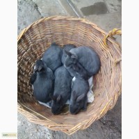 Продам кроликов РЕКС голубой