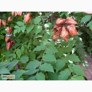 Саженцы Мыльное дерево (sapindus)