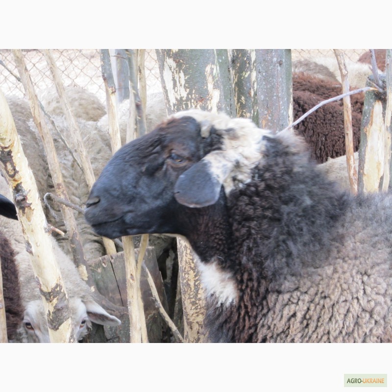 Фото 2. Продам овцематок и молодых коз