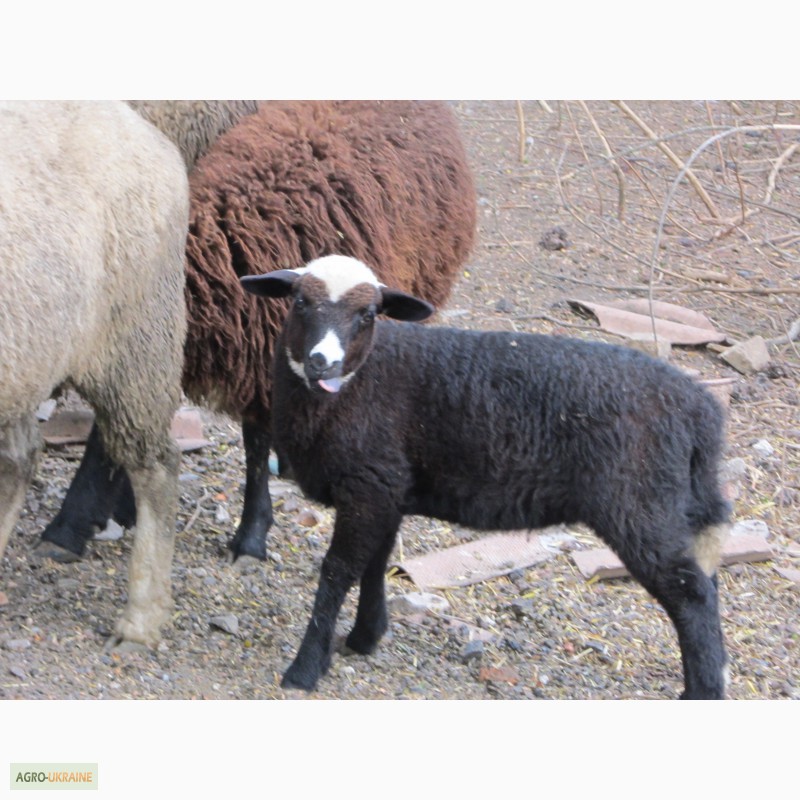 Фото 4. Продам овцематок и молодых коз