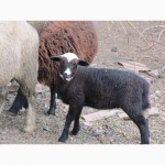 Продам овцематок и молодых коз