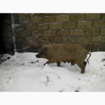 Кучеряві свині Монголиці