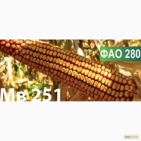 Семена кукурузы Венгерской селекции МВ 251 (ФОА 280)