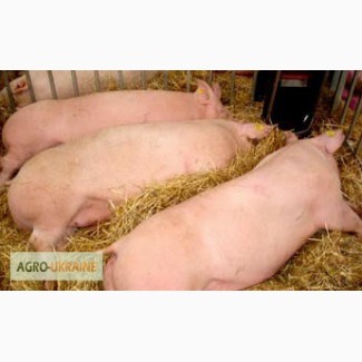 Продам свиней живым весом 120-130 кг