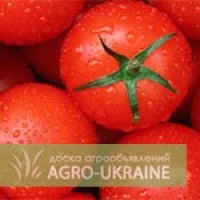 Свежие помидоры оптом - крупная овощная фабрика Змиев