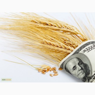 Закупаем пшеницу по Украине