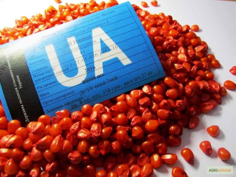 Семена кукурузы ранняя ДН Пивиха ФАО –180