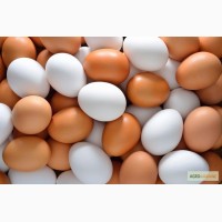 Продам куриное яйцо от производителя ОПТОМ в любом количистве
