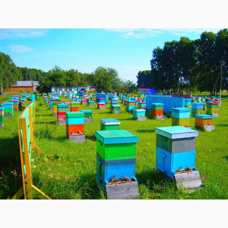 Фото 2. Куплю мед, воск, прополис по высоким ценам в Николаевской области
