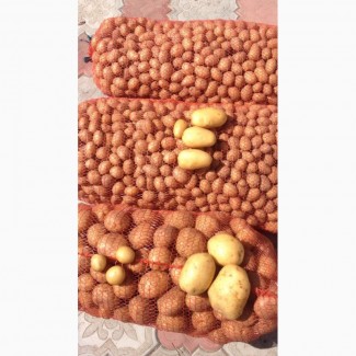 Продам картофель Кубанка Импала Ривьера Лимонка