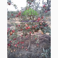 Продаж саджанців фруктових дерев