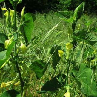 Кирказон трава (кирказон ломоносовидный) 50 грамм