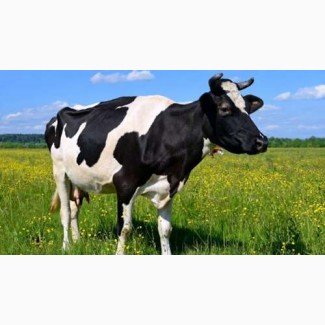 Термімоново продаю корову