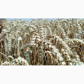Продам Озиму Пшеницю БОГЕМІЮ(СЕЛГЕН ЧЕХІЯ) 1-репродукція 2018