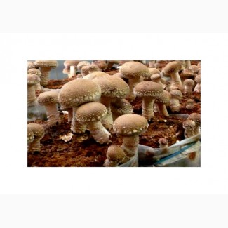 Продам свежесрезанные и сушёные грибы шиитаке