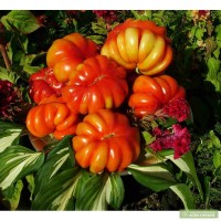 Релизуем семена томатов