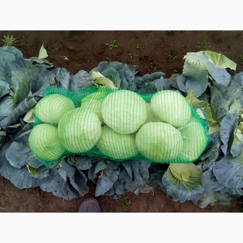 Фото 4. Продам капусту Агрессор от 2 до 3, 5 кг. без порши и трипса. есть капуста для переработки