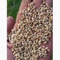 Пшениця по 7 грн кг в мішках. 97 134 95 19 Роман