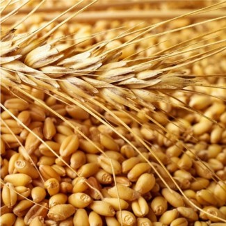 Продам пшеницю 4-клас, 200-т., Винницкая обл