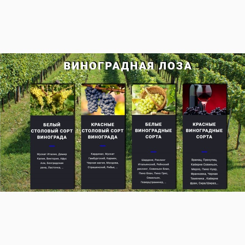 Фото 2. Фруктовые саженцы, виноградные саженцы для виноградников