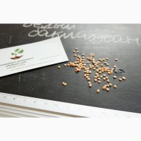 Баклажан белый семена (20 шт), насіння + инструкция + подарок