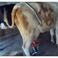Антибрык для коров (Германия)