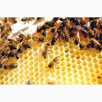 Продам бджолосім#039;ї, пакети