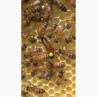 Пчеломатки бакфастF1 плодные и не плодные